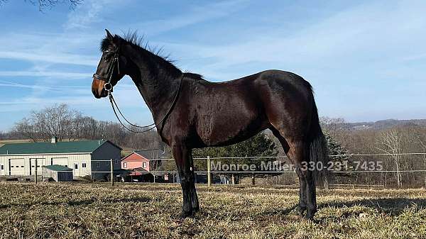 morgan-horse