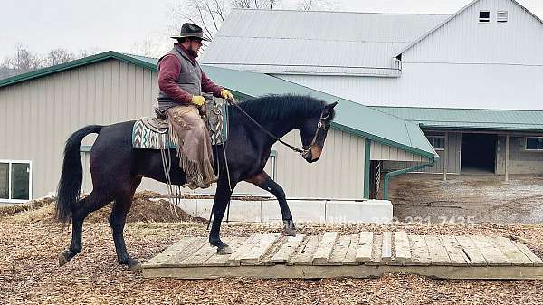 athletic-morgan-horse