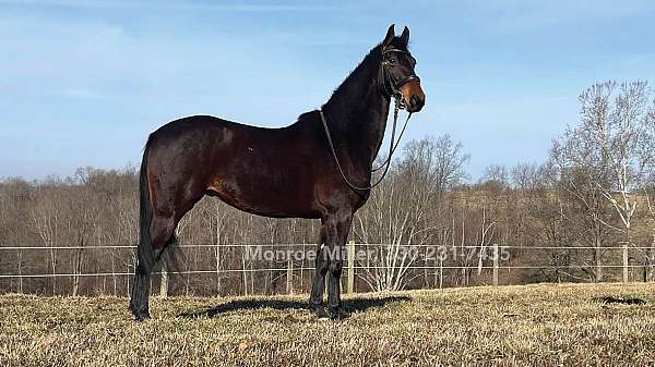 dressage-morgan-horse