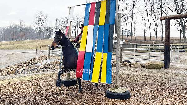 endurance-morgan-horse