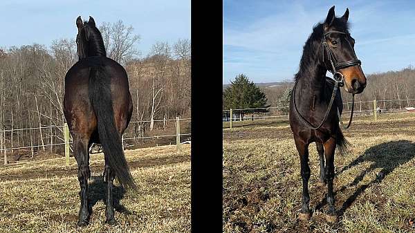 breeding-morgan-horse