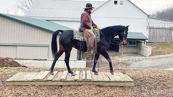 saddle-seat-morgan-horse