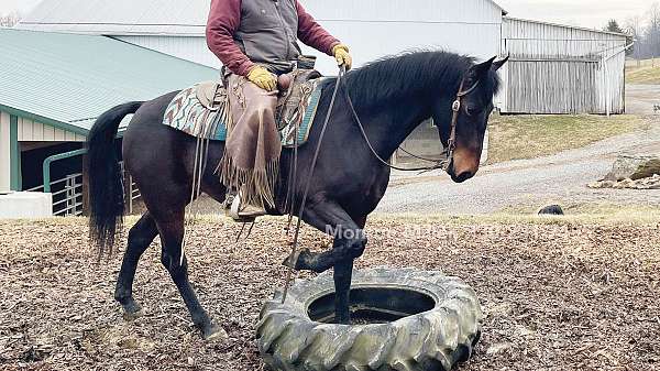 trail-riding-morgan-horse