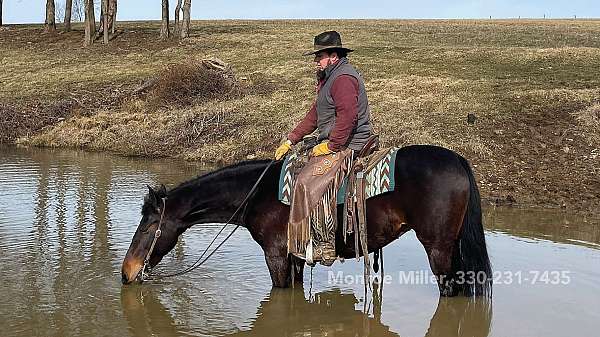 dressage-horse