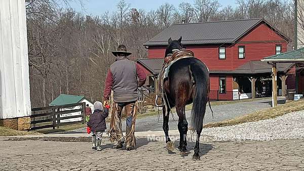 endurance-horse