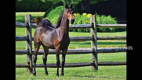 ohio-horse