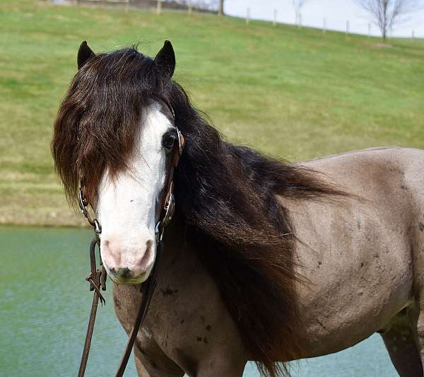 white-face-both-hinds-pony