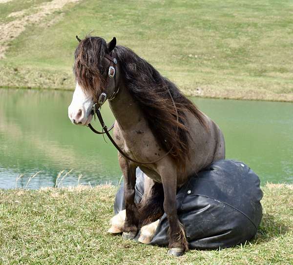 chocolate-white-face-both-hinds-pony