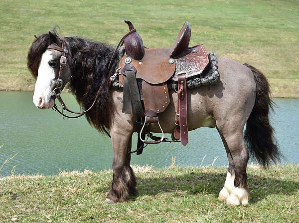 trick-trained-miniature-pony