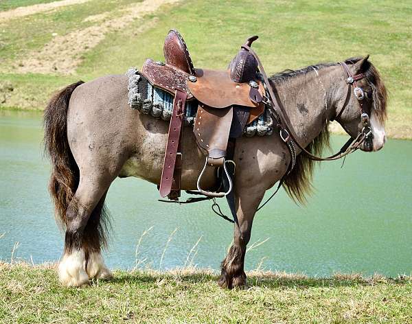 driving-miniature-pony