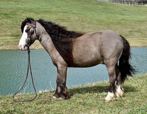 kid-safe-miniature-pony