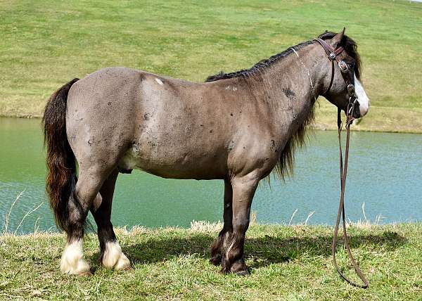 trail-riding-miniature-pony