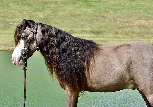 all-around-miniature-pony