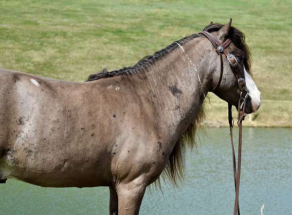 beginner-miniature-pony