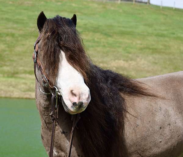 experienced-miniature-pony