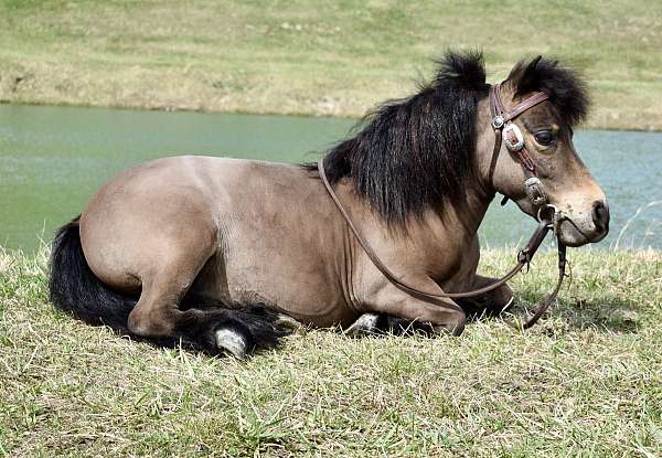 6-hand-bay-pony