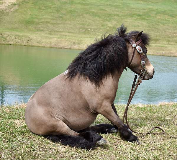 miniature-pony