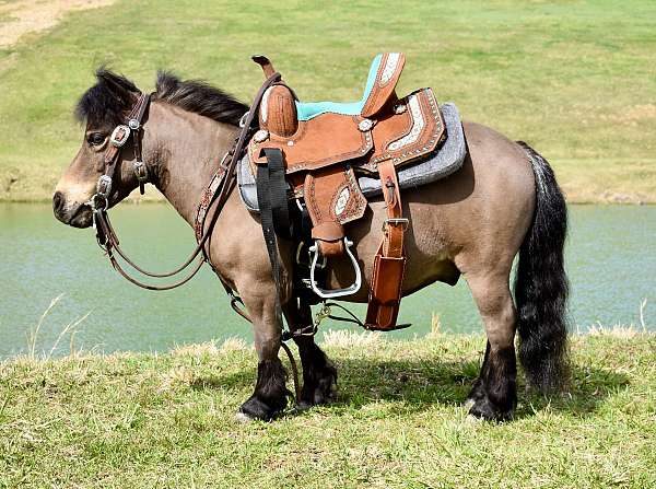 all-around-miniature-pony