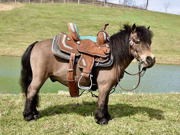 beginner-miniature-pony