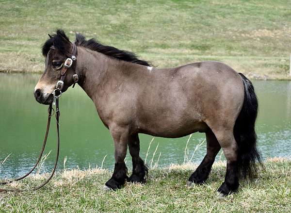 flashy-miniature-pony