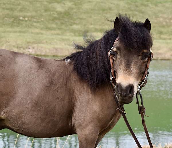 gymkhana-miniature-pony