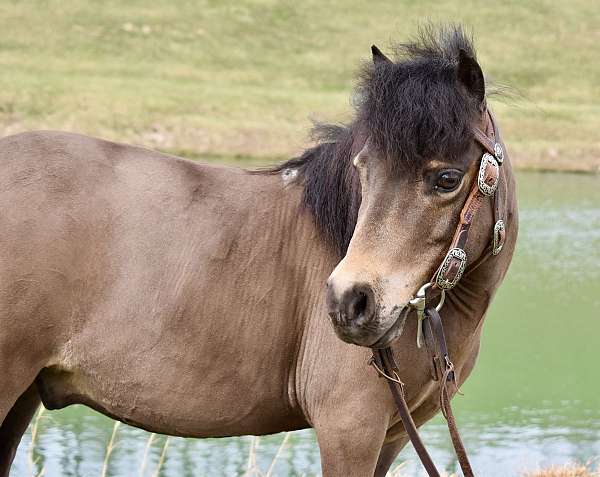 kid-safe-miniature-pony