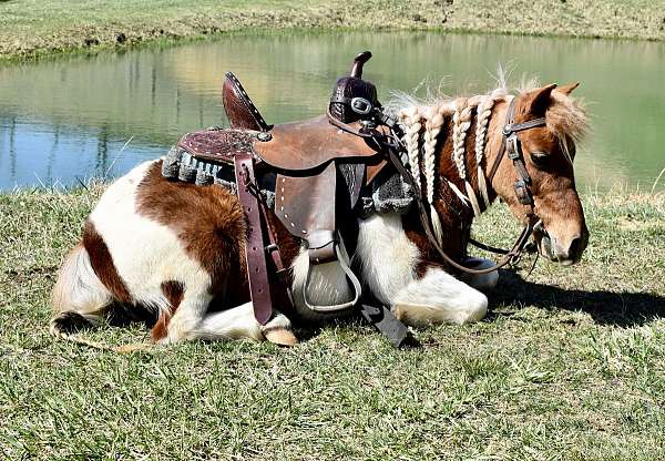 tobiano-chestnut-white-pony