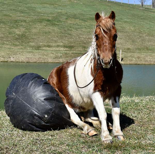 tobiano-team-driving-pony