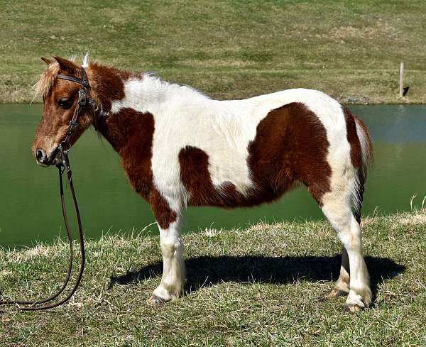 tobiano-therapy-pony