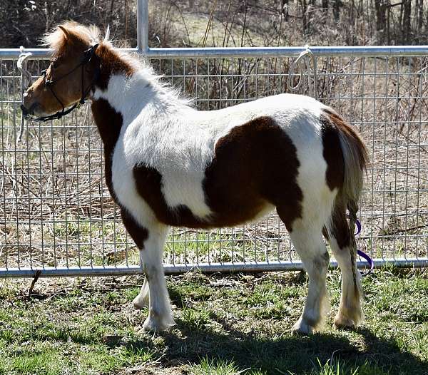 trick-trained-miniature-pony