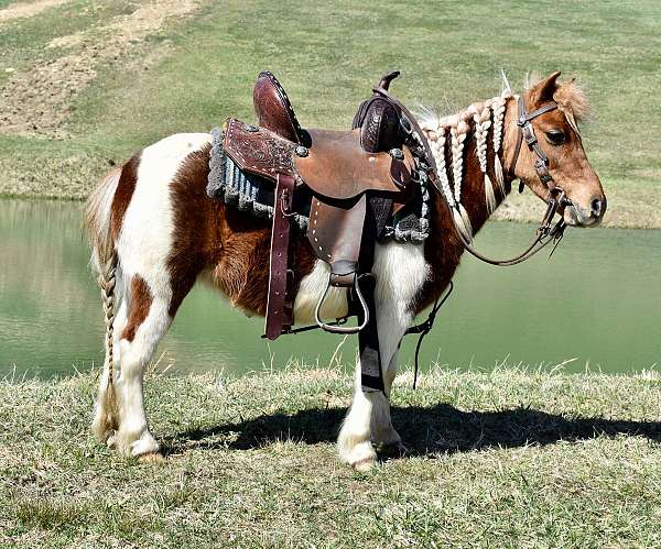 driving-mini-miniature-pony