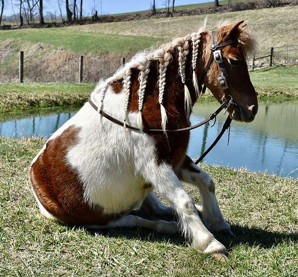 all-around-miniature-pony