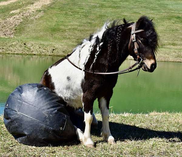 brown-white-pony