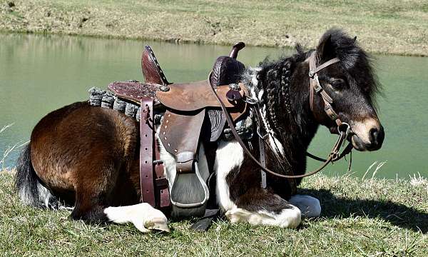 tobiano-brown-white-pony