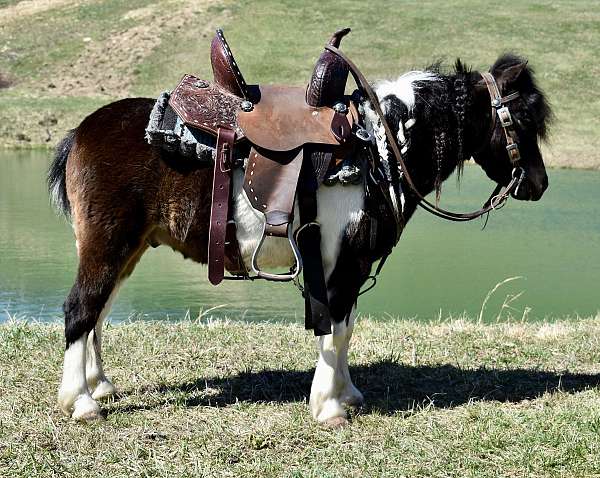 trick-trained-miniature-pony