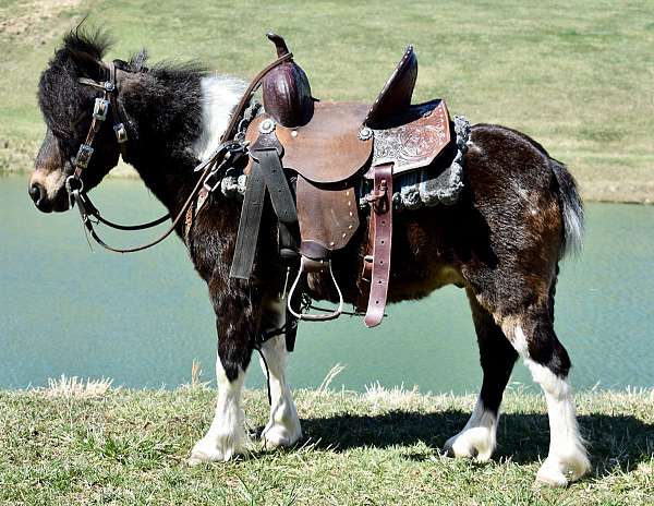 driving-mini-miniature-pony