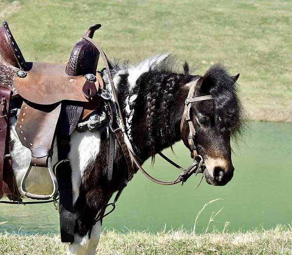 all-around-miniature-pony