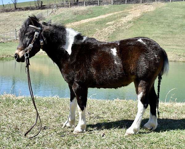 driving-miniature-pony