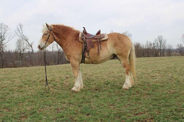 sorrel-white-strip-legs-horse