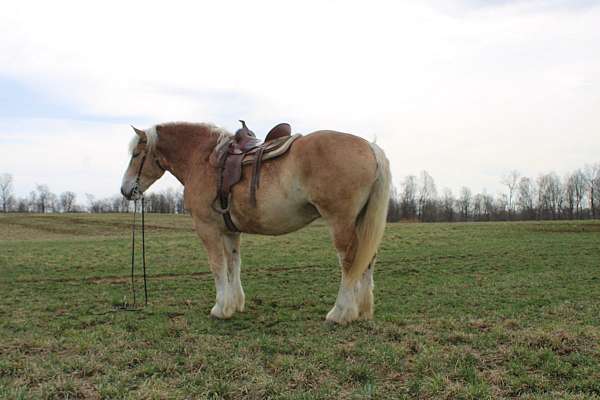 all-around-draft-horse