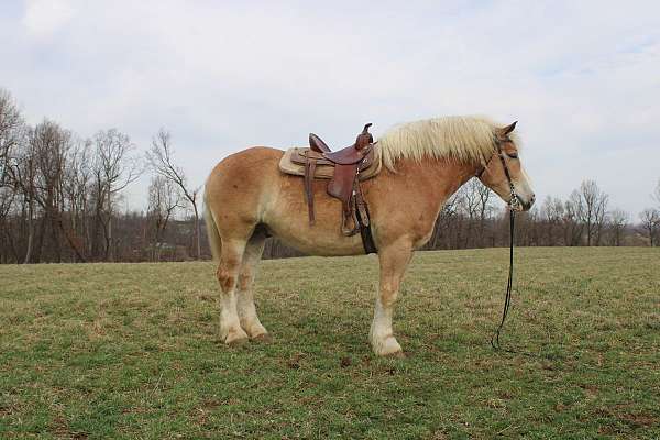 driving-draft-horse