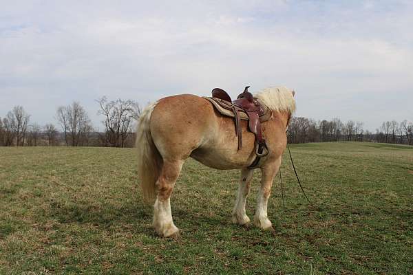 husband-safe-draft-horse