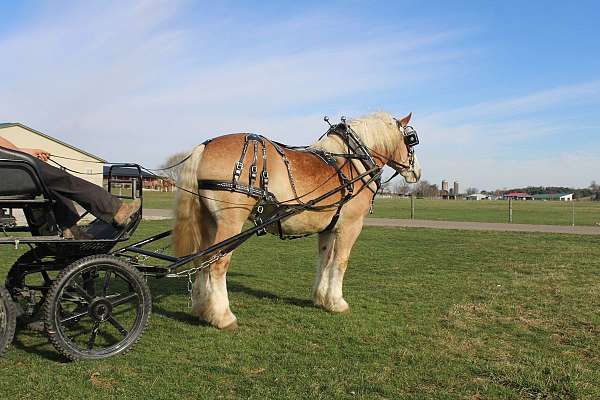 team-driving-draft-horse