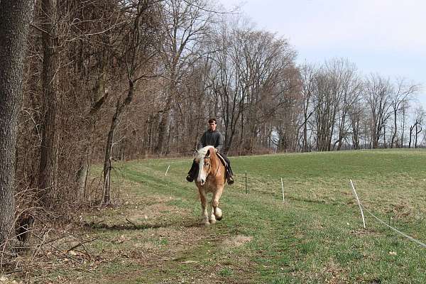 parade-draft-horse