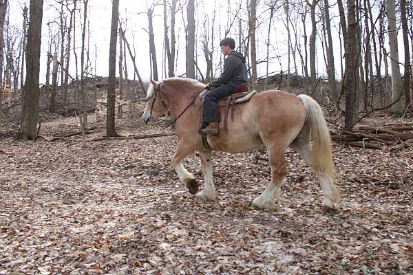 ridden-western-draft-horse