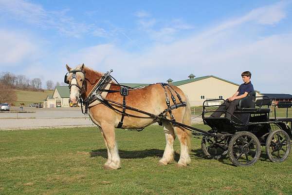 trail-draft-horse