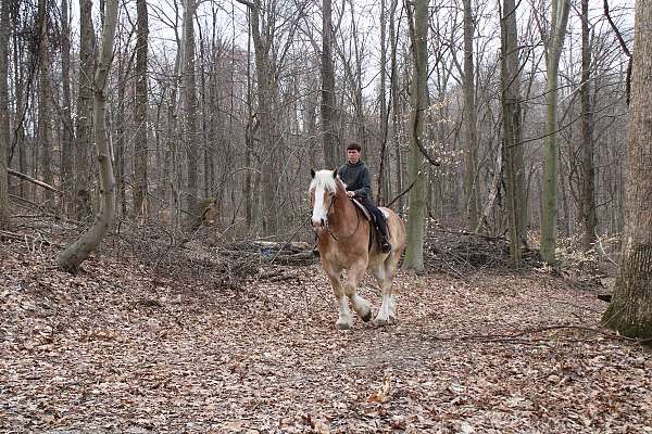 pleasure-driving-draft-horse