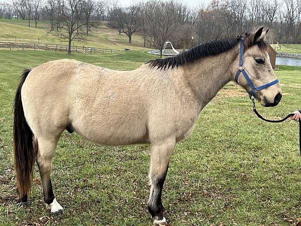 buckskin-natural-horsemanship-training-horse