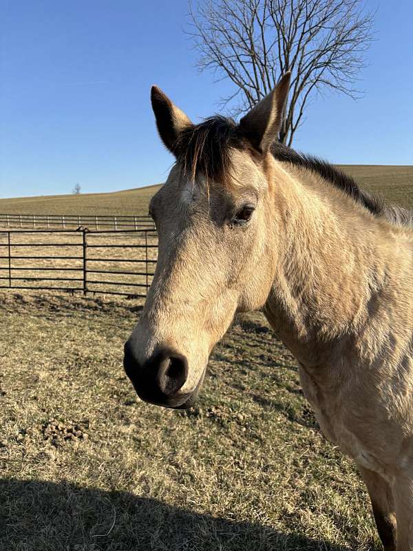 buckskin-project-horse