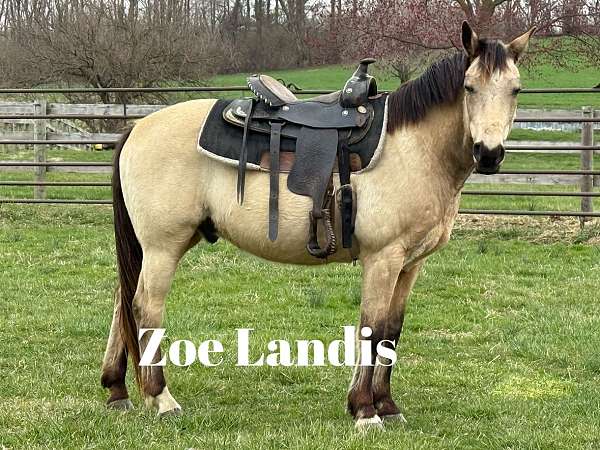buckskin-natural-horsemanship-training-horse